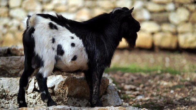 Black and white goat stands on stones and chews