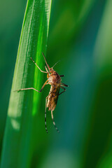 Encephalitis, Yellow Fever, Malaria Disease or Zika Virus Infected Culex Mosquito Parasite Insect Macro on Green Background