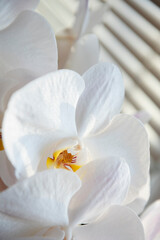 Obraz na płótnie Canvas A delicate flower of a white orchid close-up.