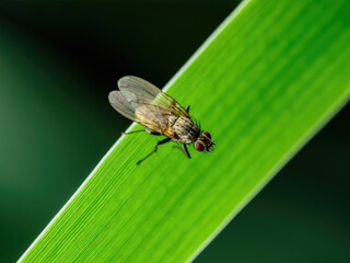 Tropical Fruit Fly Drosophila Diptera Parasite Insect Pest on Vegetable Leaf Macro