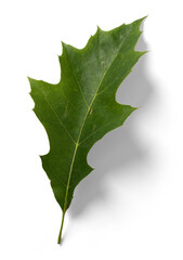 Holly Leaf