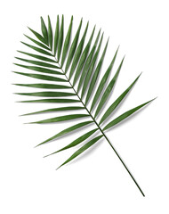 Palm Leaf