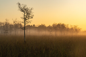 Fototapeta na wymiar morning mist on the everglades