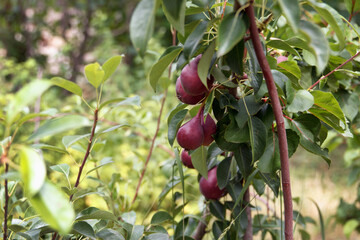 Red appetizing pears grow and ripening on a tree in a beautiful fruit garden