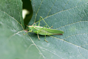 Great green cricket (Tettigonia viridissima) adult female or imago on green grape leaf