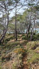 Fototapeta na wymiar pine tree forest in mountain in turkey Fethiye