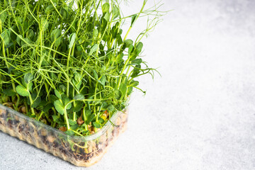 Micro greens in container. Green pea microgreens. Modern dietary food supplement.