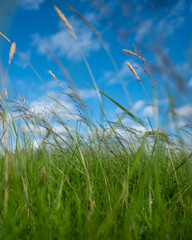 Iceland Landscape Grass