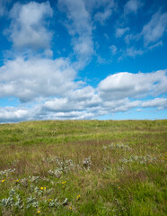 Iceland Landscape Meadow