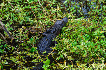 Wild American Alligator in a swamp in the Louisiana bayou.