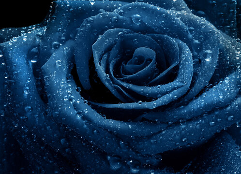 Blue Roses With Dew Drops Images – Browse 2,382 Stock Photos, Vectors ...