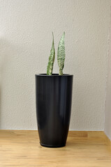planta serpente espada de são jorge em vaso preto 