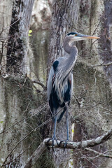Birds USA. Night Heron long legged bird in green plants, trees, swamp, Louisiana, USA