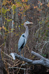 Birds USA. Night Heron long legged bird in green plants, trees, swamp, Louisiana, USA