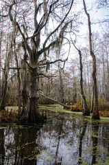 Fototapeta na wymiar Spanish moss hanging from tree in New Orleans, Louisiana