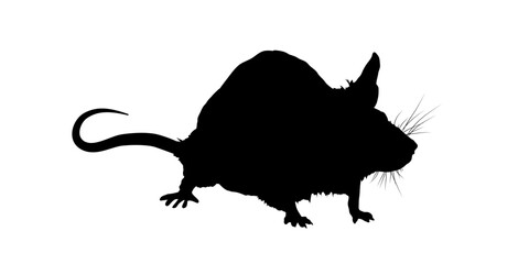  Mouse silhouette