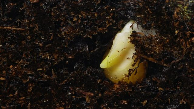 Corn seed is germinating and new green stem is appearing moving in soil filmed in timelapse. Macro footage of plant life cycle from small grain to young seedling. Rising vegetable in fertile soil