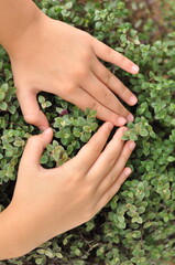 Naklejka na ściany i meble mãos formando coração em planta verdinha, amor a as plantas e a natureza 