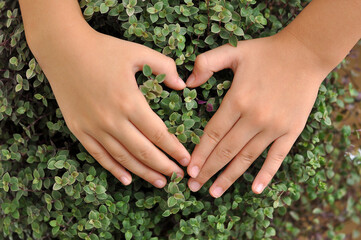 Naklejka na ściany i meble mãos formando coração em planta verdinha, amor a as plantas e a natureza 