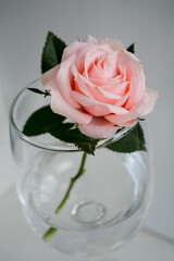 pink rose in a glass