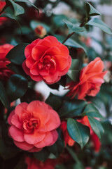 Beautiful pink Camellia flowers in a garden.