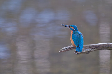 wild lebende tiere, eisvogel, tier, natur, robin, bird,