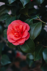 Beautiful pink Camellia flower in a garden.