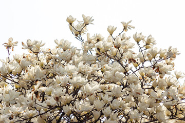 magnolia on a white background