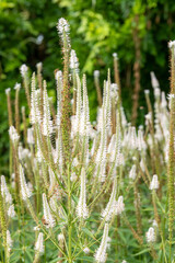 Close up of Culvers root (veronicastrum virginicum) flowers in bloom