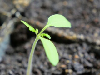 Kleine Tomatenpflanze gut drei Wochen nach der Aussaat