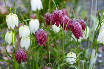  Fritillary chess or Checkered hazel grouse ( lat. Fritillaria meleagris ) is a perennial herbaceous plant