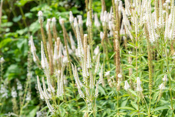 Close up of Culvers root (veronicastrum virginicum) flowers in bloom