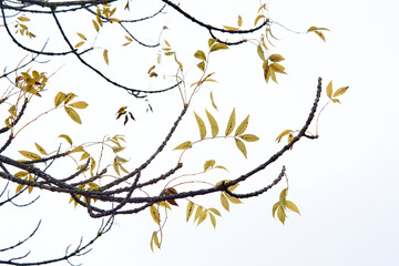 Abstract Branches and Leaves