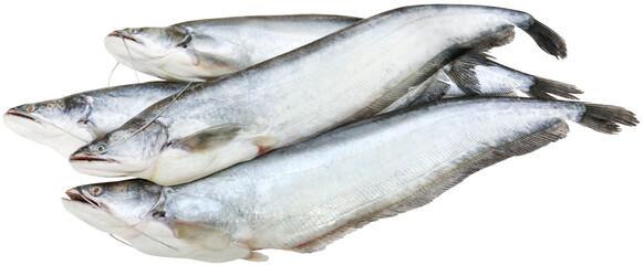 South Asian Boal fishes