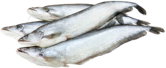 South Asian Boal fishes