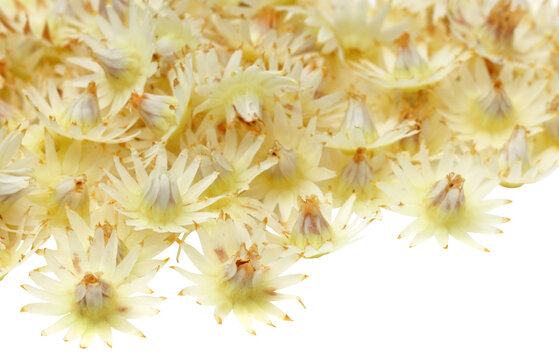 Bokul flower of Indian subcontinent