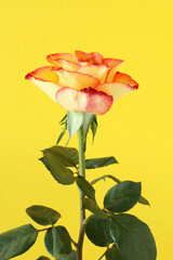 Yellow rose with red edges of petals isolated on yellow background