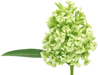 Flowers of Alstonia scholaris