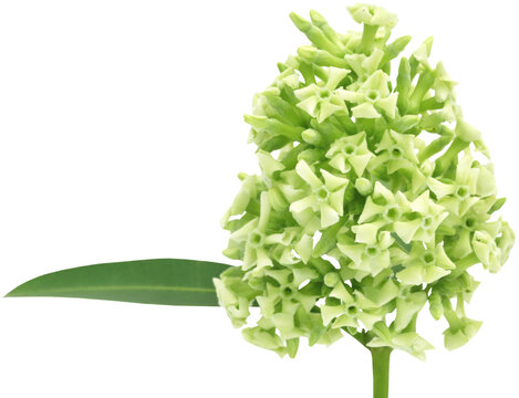 Flowers of Alstonia scholaris