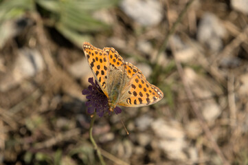 Queen of Spain fritillary (Issoria lathonia) in Swiss Canton of Grisons