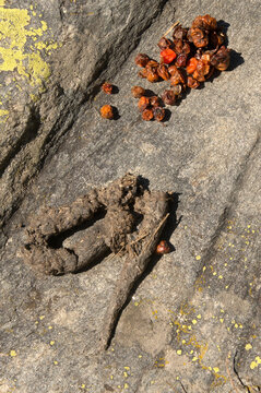 Animal Spoor and whitebeam hips in Grisons, Swiss Alps