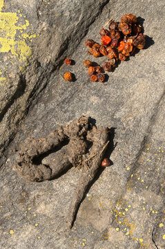 Animal Spoor and whitebeam hips in Grisons, Swiss Alps