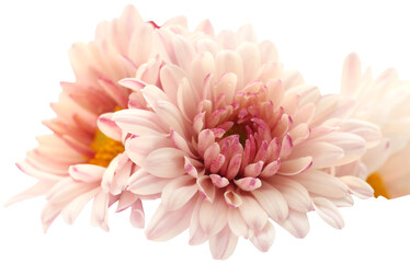 Fototapeta premium Chrysanthemum