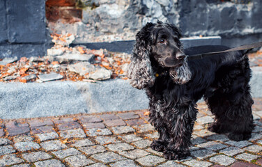 An English cocker spaniel dog of black color stands against the background of an old ruined fence....