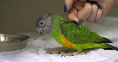The parrot trustingly pats itself to the veterinarian. In a veterinary hospital, a doctor caresses...