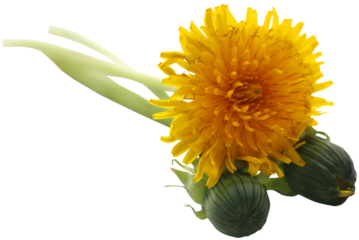 Medicinal dandelion