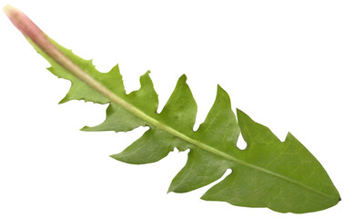 Fototapeta premium Medicinal dandelion leaf