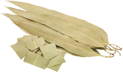 Dry Eucalyptus leaves