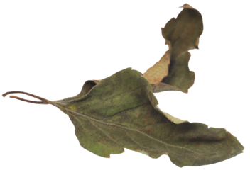 Dry holy basil or tulsi leaves