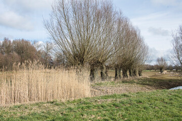 Fototapeta premium pollard willows on a row behind small reed hem and stream in a wetland Witte brink